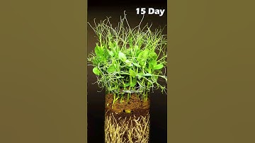Growing Pea - Time lapse #greentimelapse #gtl #timelapse