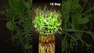 Growing Pea - Time lapse #greentimelapse #gtl #timelapse
