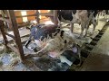 【難産】Difficulty 出産23日遅れ‼️ 初産牛が大ピンチ…超ド級モンスター子牛誕生🐮【大阪・堺市酪農組合】