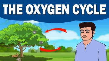 The Oxygen Cycle | Environmental Science | Home Revise | Biology