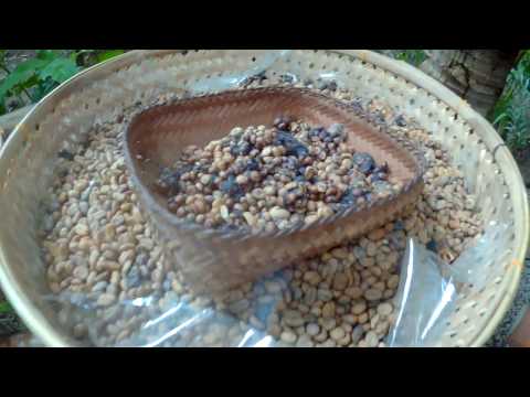 Видео: Пиенето на Kopi Luwak 