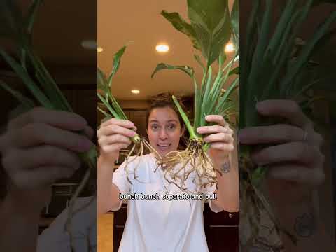 How do you propagate a peace lily? #plantcare #plant #peacelily #propagation