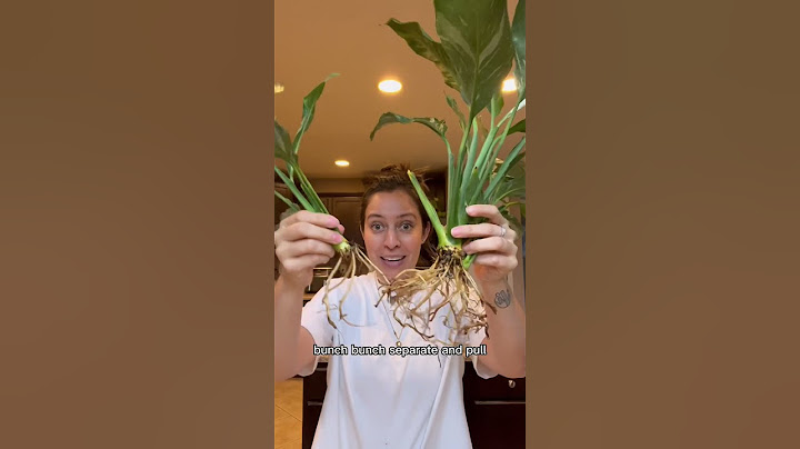 How do you propagate a peace lily? #plantcare #plant #peacelily #propagation