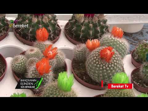 Video: Kılçık Kaktüsü: Büyüyen Ric Rac Orchid Cactus Hakkında Bilgi