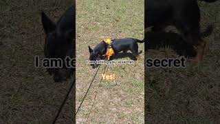 he has a secret #chorkie #puppy #chihuahuafanclub