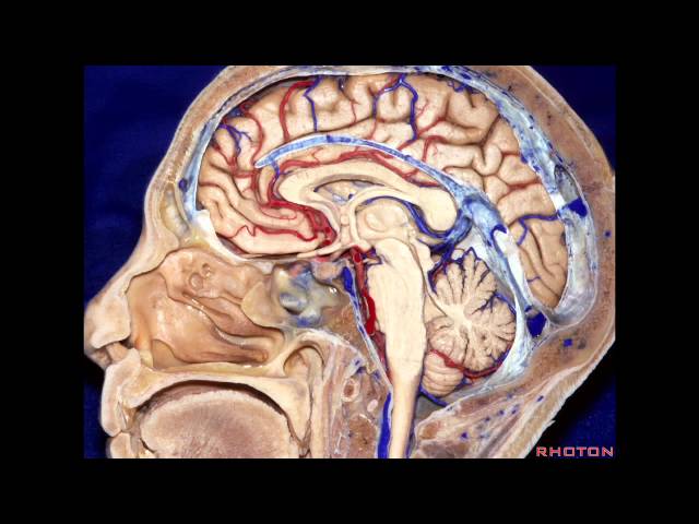 Anterior Skull Base, Part 1