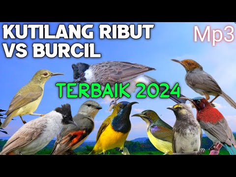MP3 BURCIL RIBUT PALING DI CARI DAN PALING AMPUH, KOMBINASI BURCIL RIBUT, (M\u0026R Kicau mania)