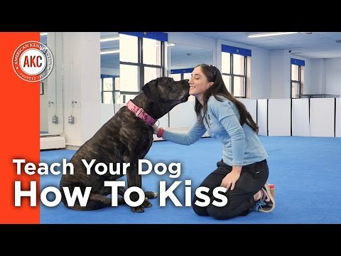 Teach Your Dog How To Kiss - AKC Trick Dog