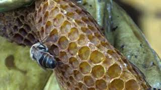 Rescate abejas Finca Villa Sol Marinilla