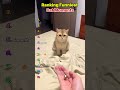Ultimate Ranking: The Funniest Cat Attitude Moments 🐱 #ranking #tiktok #moments #funnymoments #cat