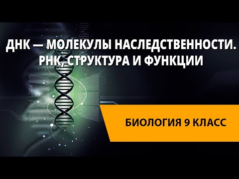 ДНК — молекулы наследственности. РНК, структура и функции