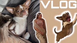 видео: КАК ПРИУЧИТЬ ЩЕНКА К ПЕЛЕНКЕ/ОДИН ДЕНЬ ИЗ ЖИЗНИ/УТРО С ЧИХУАХУА/Vlog картинка: КАК ПРИУЧИТЬ ЩЕНКА К ПЕЛЕНКЕ/ОДИН ДЕНЬ ИЗ ЖИЗНИ/УТРО С ЧИХУАХУА/Vlog