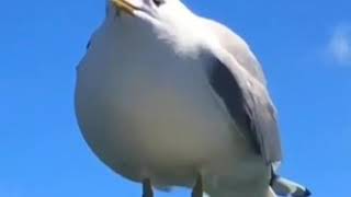 Extreme Bass Boosted Screaming Seagull (Single Version)