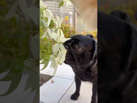 お花も食べたいな🌼 #パグ #柴犬 #dog #わんこ #pug #doggie #shibainu #flowers #癒し #healing #pet #shiba #食いしん坊 #愛犬