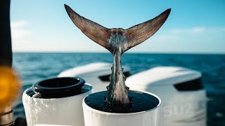 Offshore Fishing Live Stream