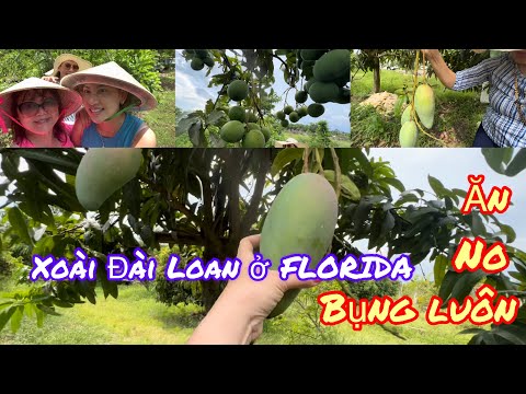 Video #164: Đi hái xoài Đài Loan vườn trái cây La Vang ở... - youtube