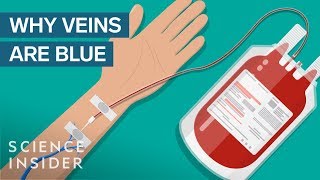 Detailed If Blood Is Red, Why Are Your Veins Blue? Information
