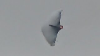 Saab Jas-39C Gripen Vapor Vortex Overwing Condensation Swedish Air Force