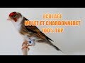 Ecolage pour chardonneret et mulet hq