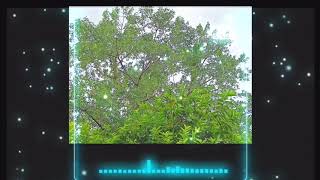 Nature view।। whatsapp status।। ringtone 2020।। new ringtone Tiktok।। Hindi ringtone 2020।।