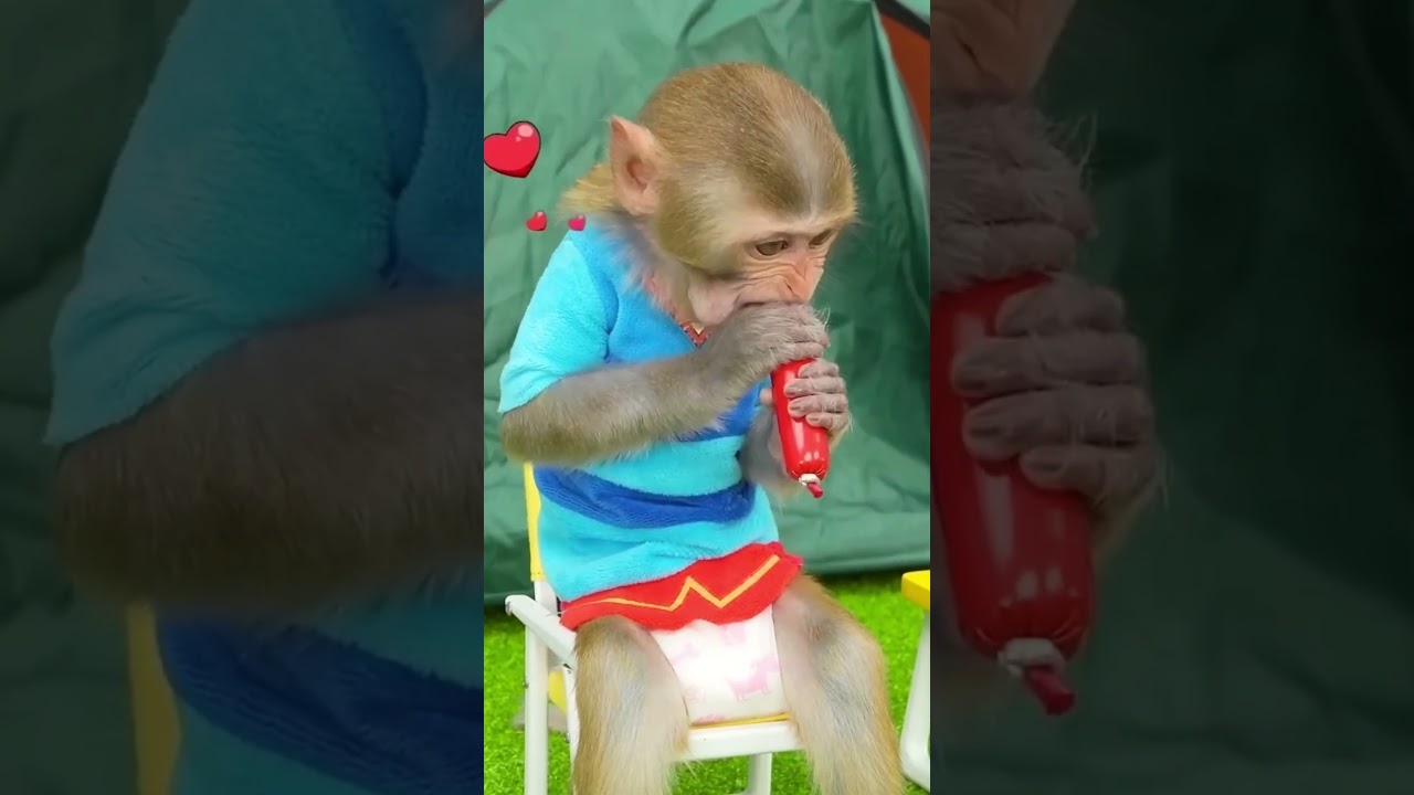 monkey eating sausage while camping
