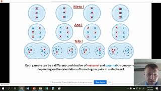 Bio - Chapter 10 - Meiosis