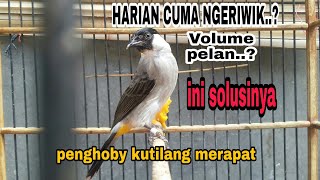 PERAWATAN KUTILANG AGAR GACOR \u0026 VOLUME KERAS