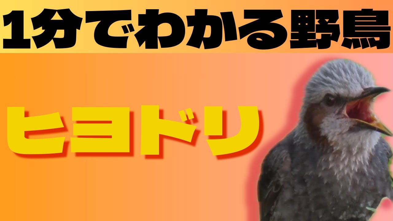 【1分でわかる野鳥】ヒヨドリの特徴と生態を解説!鳴き声や行動パターンを紹介 - YouTube