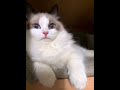 再拍就揍你#cat #animals
