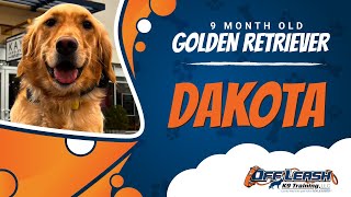 DAKOTA | 9 MONTH OLD | GOLDEN RETRIEVER | GENTLE | AFFECTIONATE | OFF LEASH K9 TRAINING | NOVA by OffLeashK9Training 94 views 2 weeks ago 8 minutes, 8 seconds