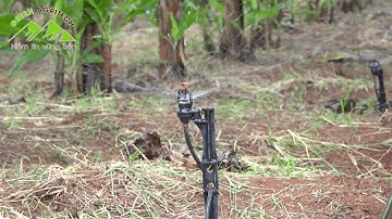 HỆ THỐNG TƯỚI NAANDANJAIN ISRAEL CHO CÂY CHUỐI   HIỆU QUẢ KINH TẾ CAO MÀ NGƯỜI DÂN MONG ĐỢI