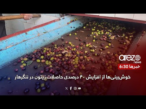 خوش بینی ها از افزایش ۴۰ درصدی حاصلات زیتون در ننگرهار