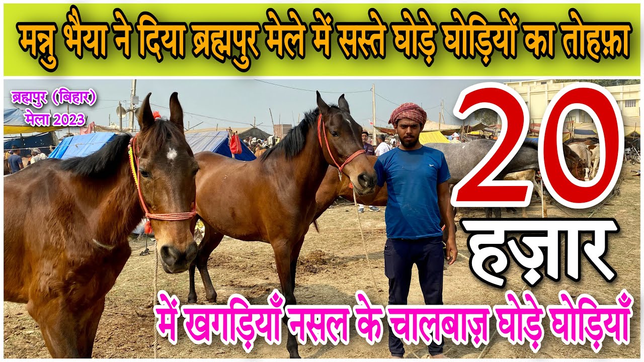 Манну Бхайя раздал в дар дешевых лошадей и кобыл на ярмарке в Брахмапуре.