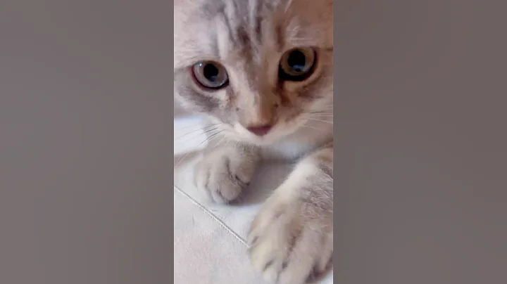 Watch the video about Chicken Banana🍌#cat #funny #cute #kitten