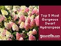 Top 5 Most Gorgeous Dwarf Hydrangeas | NatureHills com