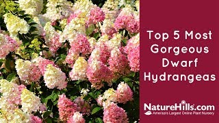 Top 5 Most Gorgeous Dwarf Hydrangeas | NatureHills com