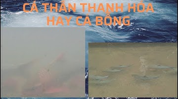 Ao nuôi cá Thần. Cá Thần Thanh Hóa hay Cá Bỗng?