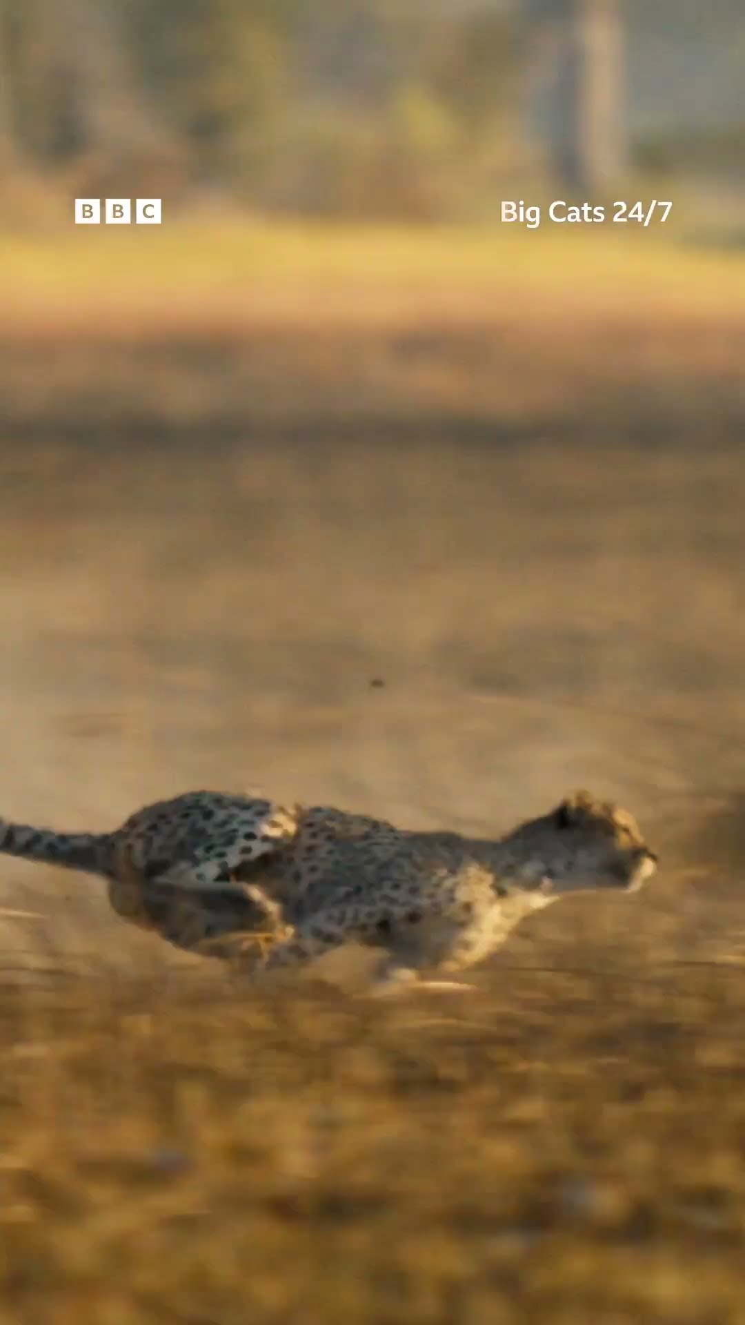 Even cheetahs get hangry! ? ?️ #BigCats247 #CheetahHunt #Speed