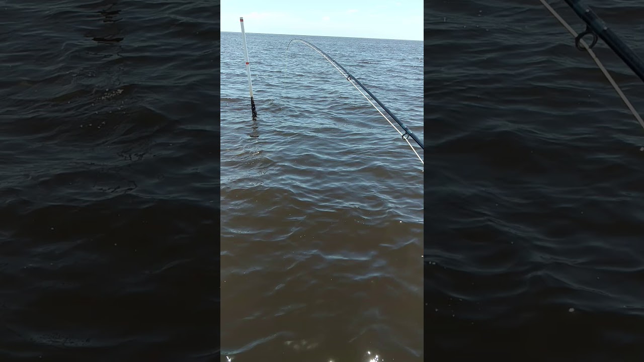 Catching a Triple Tail on a Fly Rod