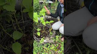 Чому не цвітуть гортензії?!На це є,декілька причин!#гортензія #квіти #flowers #сад #garden #україна