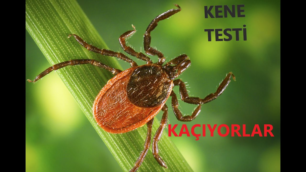 Kene Testi - Doğal kene kovucular - Tick Test