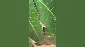 Outside the Weaver Ant Tunnel | Macro Footage of Colony Life #weaverants #macrophotography #asmr