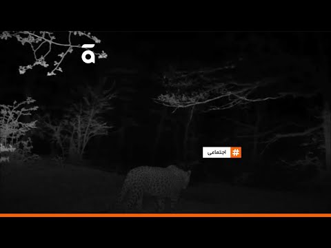 قدرت نمایی شبانۀ پلنگ در جنگل بولا 