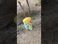 #song #love #bollywood #youtube #rajasthani #viralvideos