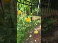 Yellow Roses