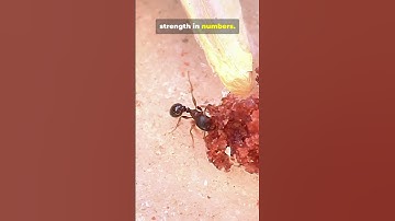 7 Ants lessons to humans. #animalbehavior #wildlife #animalfacts