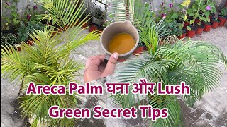 Areca Palm घना होगा जंगल जैसा सिर्फ़ करें ये 3 काम ||Areca Palm Care in Winter || Stop Ants In Soil