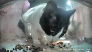 meow camera 5144313095337151915 1747105783634