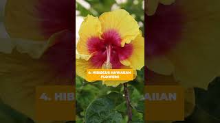 Hawaiian Flowers Names #flowers #flower #bloom