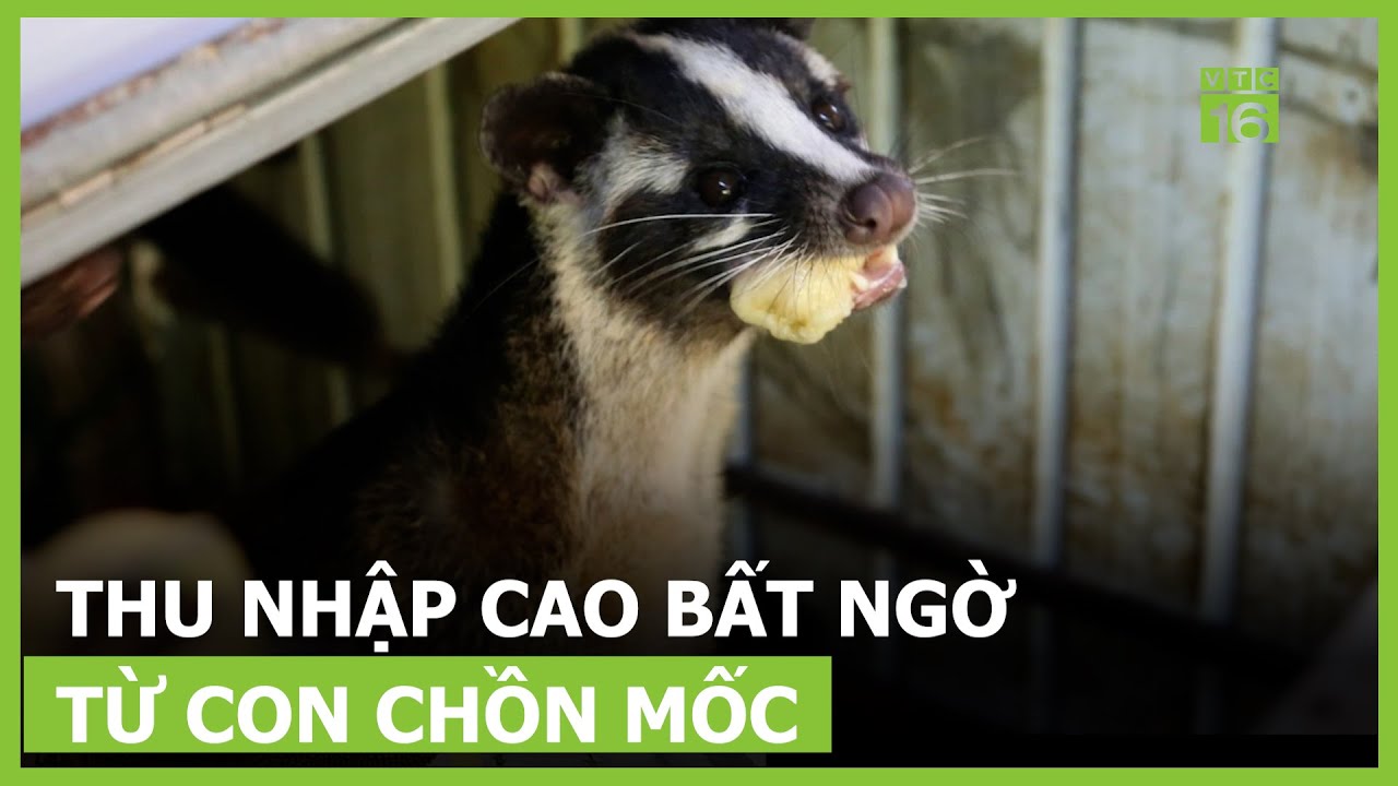 Nuôi chồn mốc: Vốn ít, lãi nhiều | VTC16 - YouTube